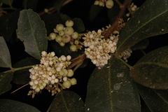 Glycosmis pentaphylla